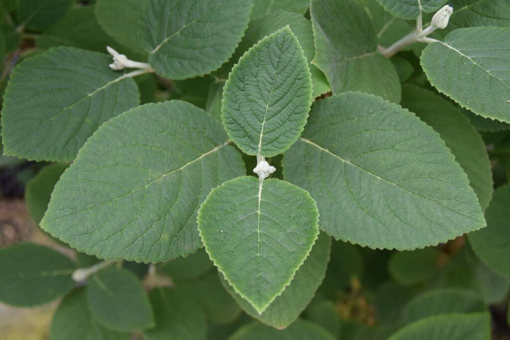 Viburnum x carlcephalum 125-150 cm